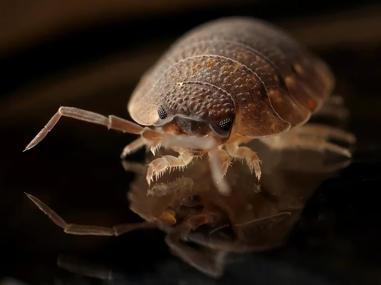 bed bug exterminator