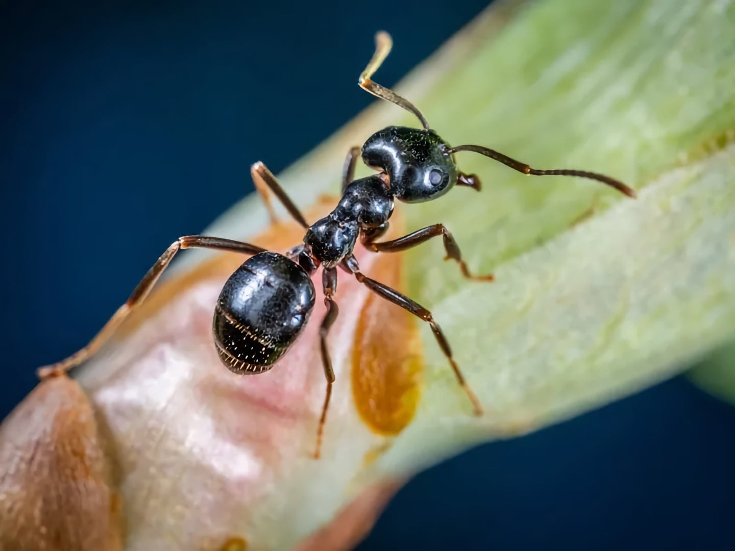 carpenter ant