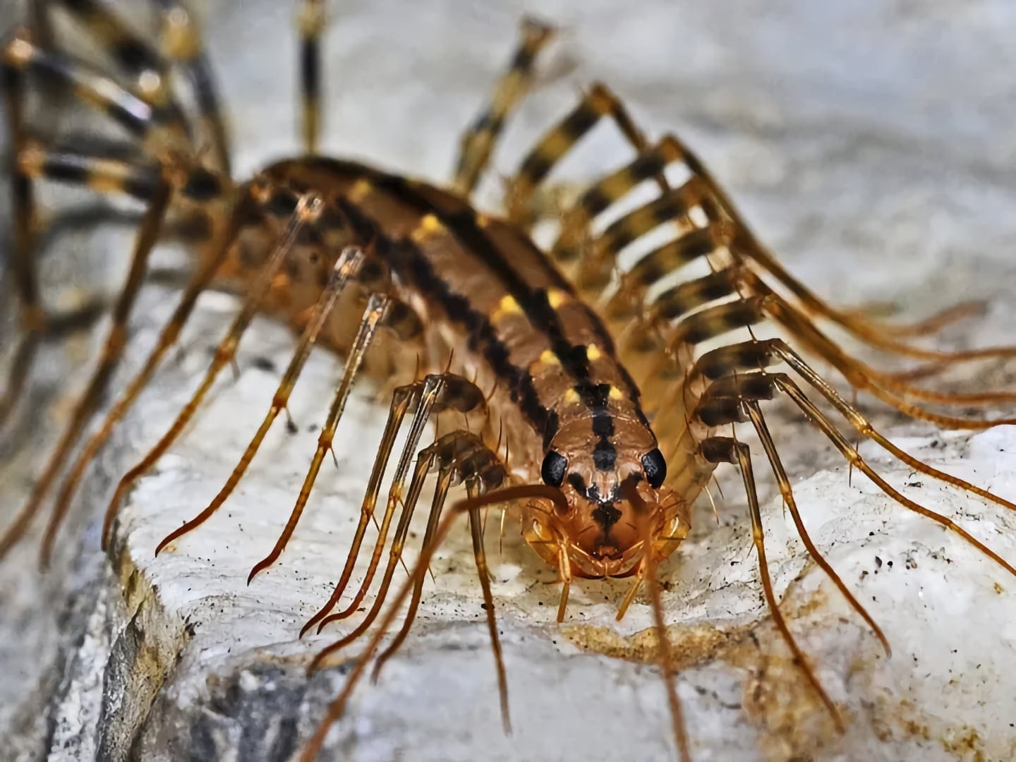 centipede exterminator