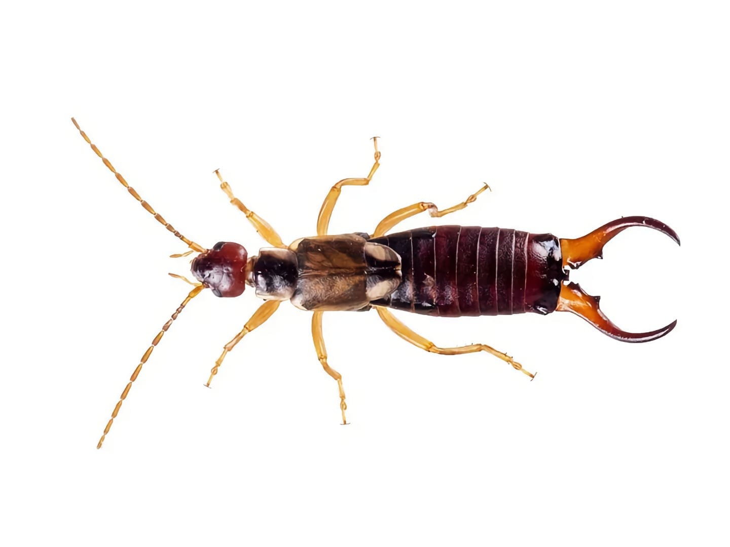 earwig exterminator