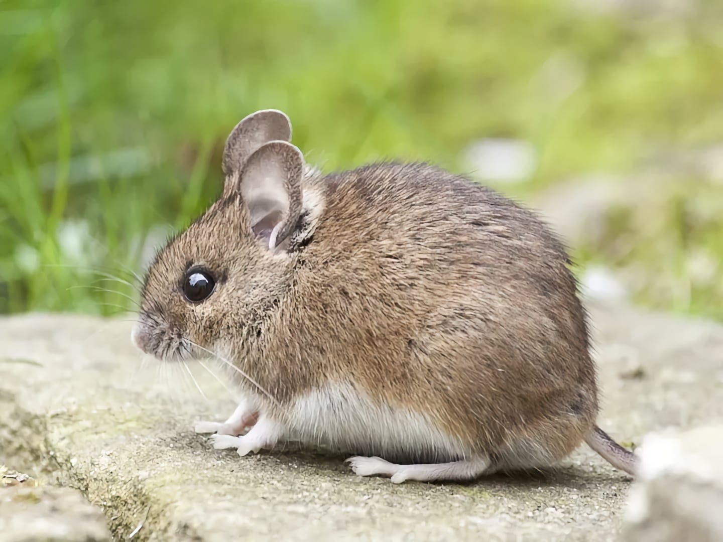 field mouse exterminator