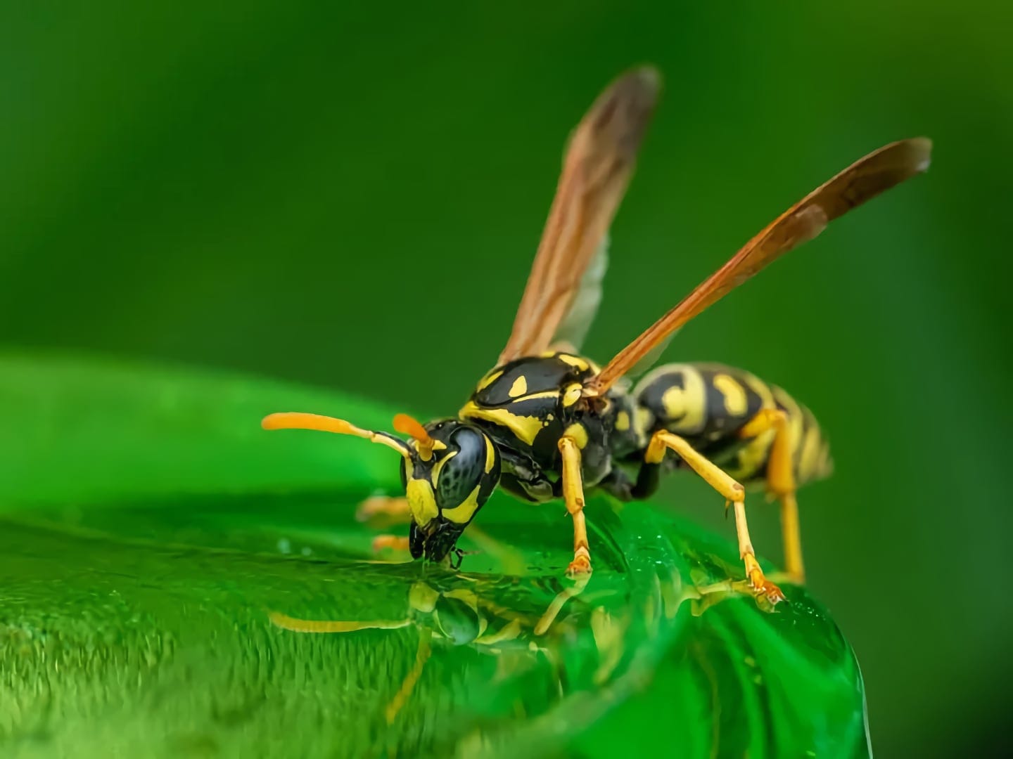 hornet exterminator