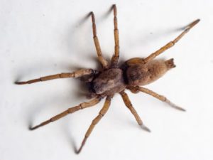 Spider Spotlight: House Spiders · ExtermPRO