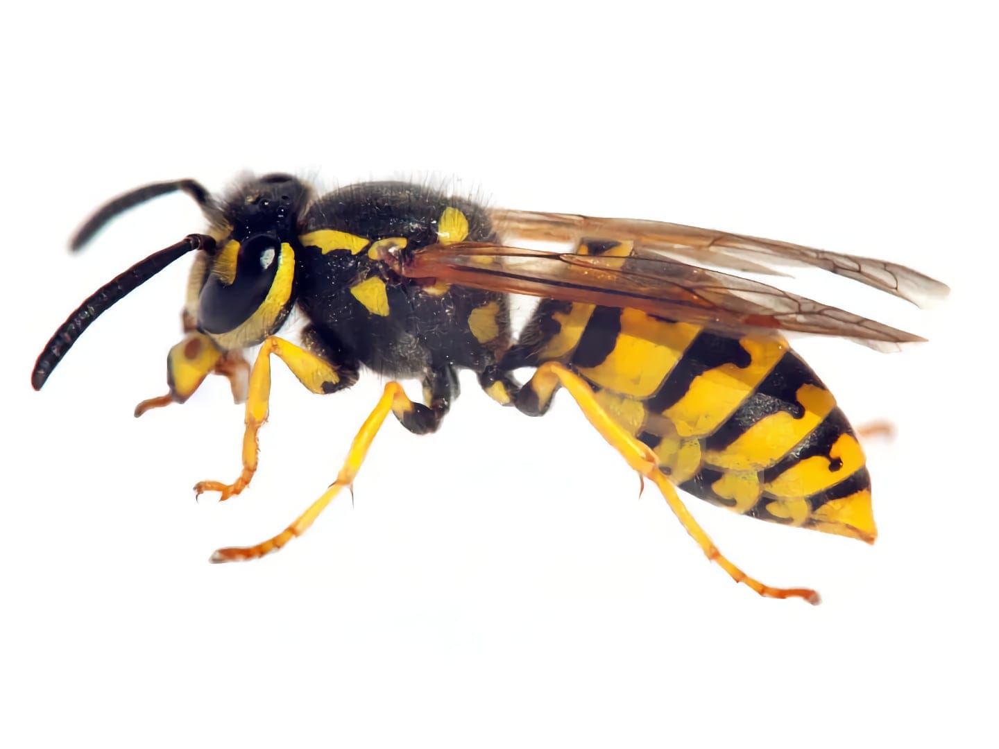 wasp exterminator