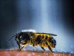 yellow jacket exterminator