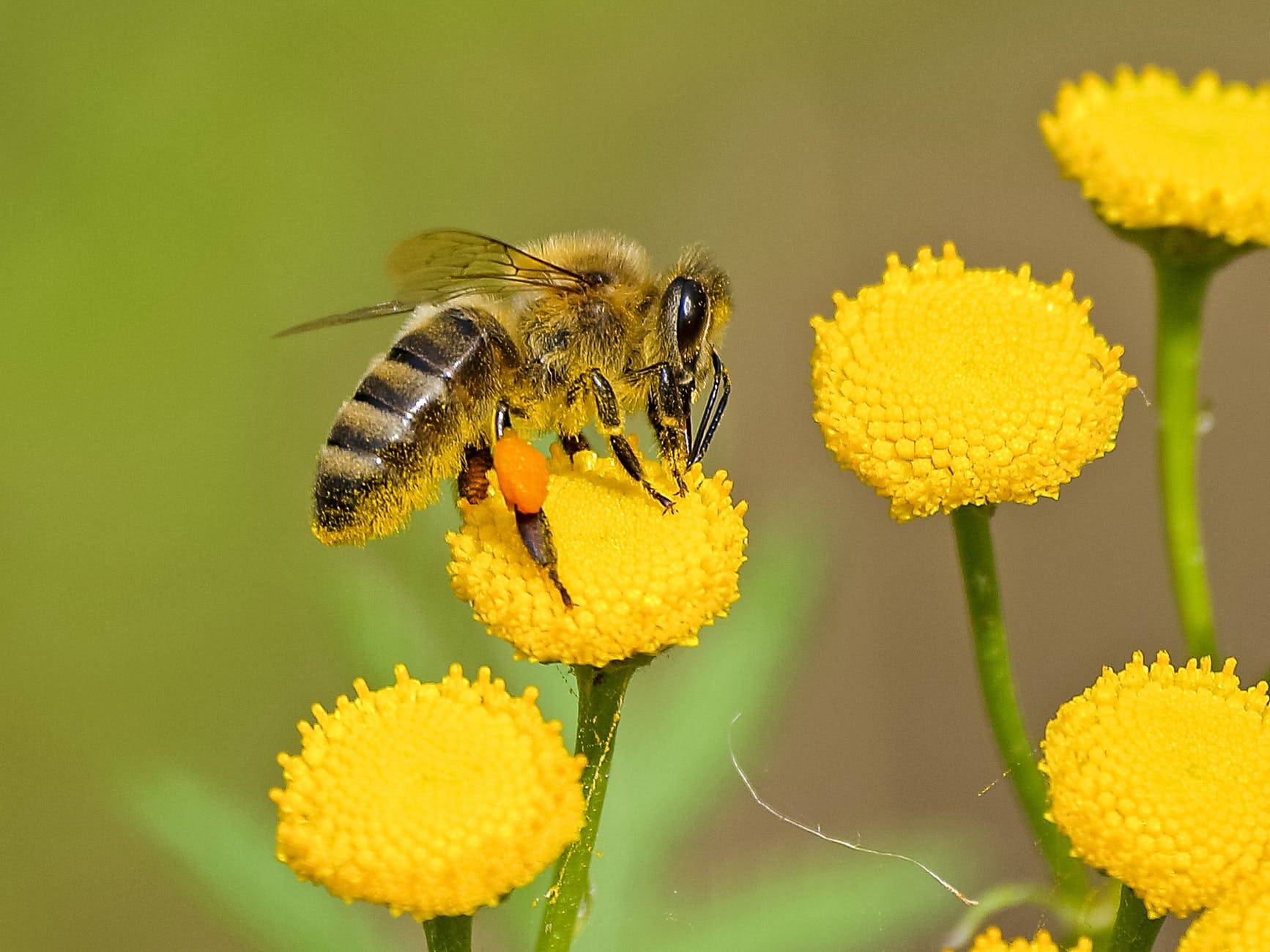 carpenter bees exterminator